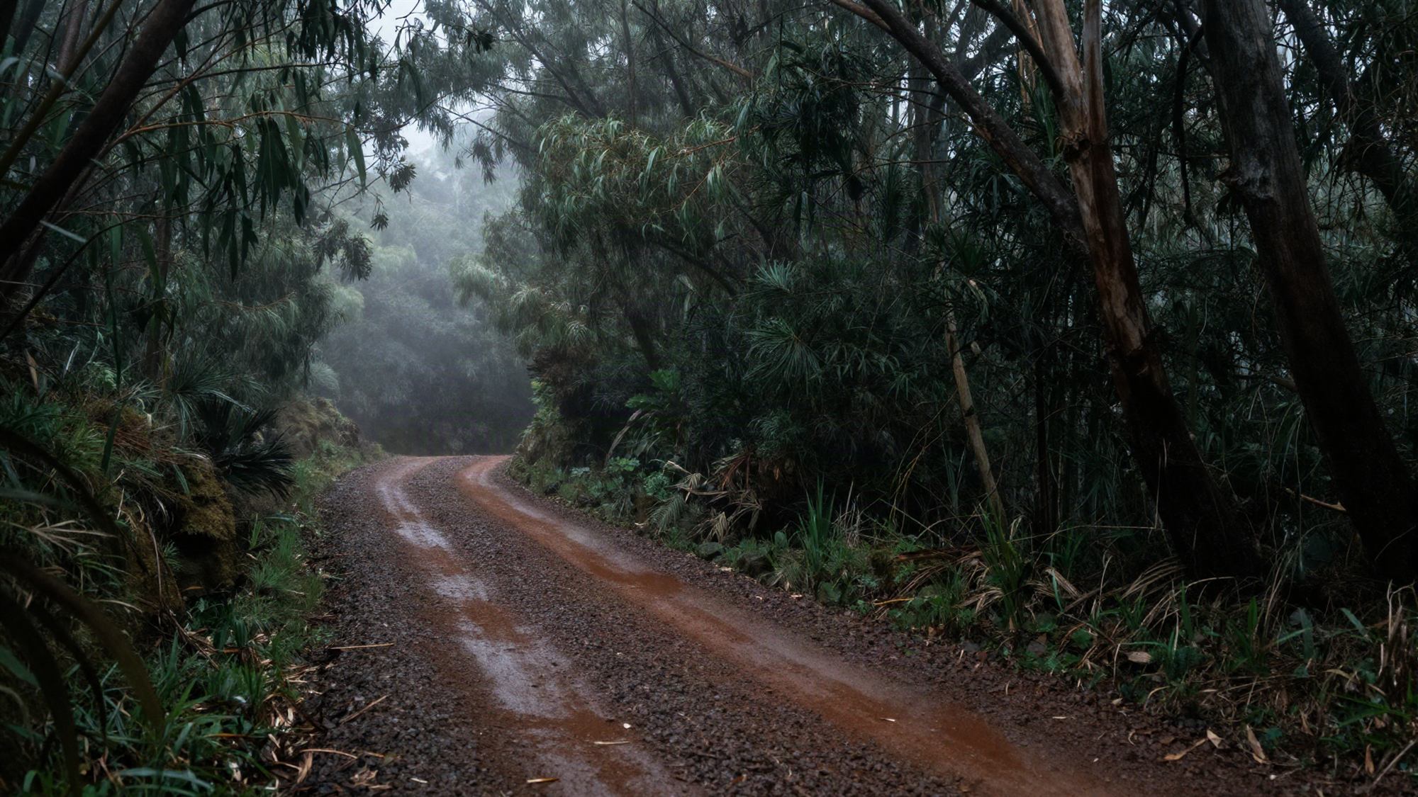 A wet gravel forest track winding through misty laurel and eucalyptus woodland on Madeira